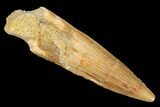 Spinosaurus Tooth - Real Dinosaur Tooth #176676-1